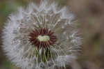 Common dandelion